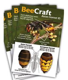 Asian Hornet ID Cards image